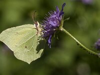Gonepteryx rhamni 52, Citroenvlinder, Saxifraga-Marijke Verhagen