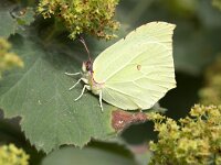 Gonepteryx rhamni 71, Citroenvlinder, Saxifraga-Roel Meijer