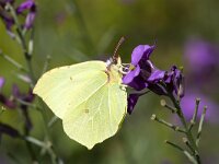 Gonepteryx rhamni 72, Citroenvlinder, Saxifraga-Roel Meijer