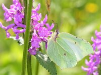 Gonepteryx rhamni 93, Citroenvlinder, Saxifraga-Tom Heijnen