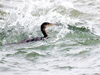 Gulosus aristotelis 10, Kuifaalscholver, Saxifraga-Bart Vastenhouw