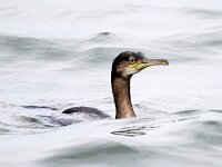 Gulosus aristotelis 12, Kuifaalscholver, Saxifraga-Bart Vastenhouw