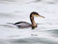 Gulosus aristotelis 13, Kuifaalscholver, Saxifraga-Bart Vastenhouw