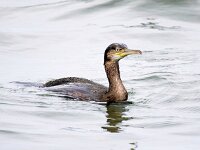 Gulosus aristotelis 14, Kuifaalscholver, Saxifraga-Bart Vastenhouw