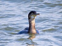 Gulosus aristotelis 16, Kuifaalscholver, Saxifraga-Bart Vastenhouw