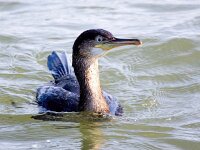 Gulosus aristotelis 22, Kuifaalscholver, Saxifraga-Bart Vastenhouw