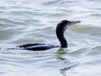 Gulosus aristotelis 24, Kuifaalscholver, Saxifraga-Bart Vastenhouw