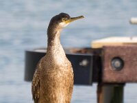 Gulosus aristotelis 26, Kuifaalscholver, Saxifraga-Bart Vastenhouw