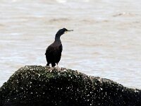Gulosus aristotelis 29, Kuifaalscholver, Saxifraga-Bart Vastenhouw