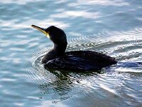 Gulosus aristotelis 31, Kuifaalscholver, Saxifraga-Bart Vastenhouw