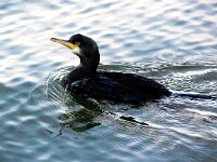 Gulosus aristotelis 32, Kuifaalscholver, Saxifraga-Bart Vastenhouw
