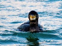 Gulosus aristotelis 35, Kuifaalscholver, Saxifraga-Bart Vastenhouw