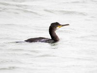 Gulosus aristotelis 4, Kuifaalscholver, Saxifraga-Bart Vastenhouw