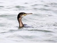 Gulosus aristotelis 9, Kuifaalscholver, Saxifraga-Bart Vastenhouw