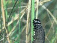 Hesperia comma, Silvers-potted Skipper