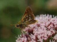 Hesperia comma 17, Kommavlinder, Vlinderstichting-Albert Vliegenthart