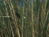 Hesperia comma 2, Kommavlinder, Vlinderstichting-Kars Veling