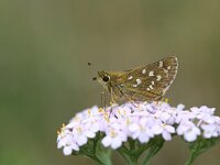 Hesperia comma 30, Kommavlinder, Saxifraga-Kars Veling