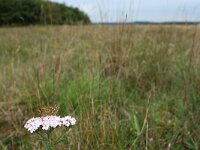 Hesperia comma 31, Kommavlinder, Saxifraga-Kars Veling