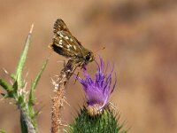 Hesperia comma 36, Kommavlinder, Saxifraga-Hans Dekker