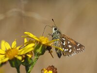 Hesperia comma 38, Kommavlinder, Saxifraga-Hans Dekker