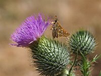 Hesperia comma 43, Kommavlinder, Saxifraga-Hans Dekker