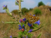 Hesperia comma 5, Kommavlinder, female, Vlinderstichting-Fons Bongers