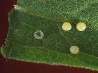 Heteropterus morpheus, Large Chequered Skipper