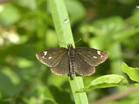 Heteropterus morpheus 10, Spiegeldikkopje, Saxifraga-Peter Gergely