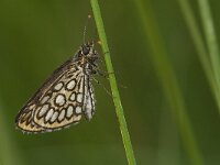 Heteropterus morpheus 8, Spiegeldikkopje, Saxifraga-Jan van der Straaten