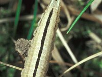 Hipparchia alcyone, Rock Grayling