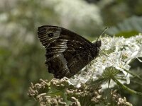 Hipparchia alcyone 13, Kleine boswachter, Saxifraga-Marijke Verhagen