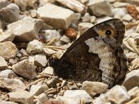 Hipparchia alcyone 20, Kleine boswachter, Vlinderstichting-Chris van Swaay  Hipparchia alcyone