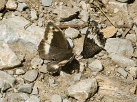Hipparchia alcyone 4, Kleine boswachter, female, Saxifraga-Jan van der Straaten