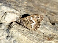 Hipparchia cretica, Cretan Grayling