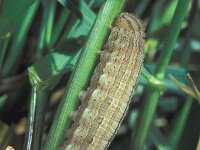 Hipparchia fagi, Woodland Grayling
