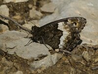 Hipparchia fagi 6, Grote boswachter, Saxifraga-Jan van der Straaten