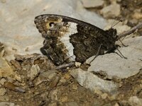 Hipparchia fagi 8, Grote boswachter, Saxifraga-Jan van der Straaten