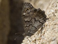 Hipparchia fatua, Freyer s Grayling