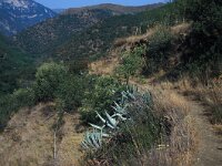 Hipparchia fidia, Striped Grayling