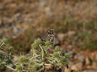 Hipparchia fidia 2, Gestreepte heivlinder, Vlinderstichting-Albert Vliegenthart