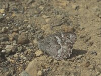 Hipparchia gomera, Azores Grayling