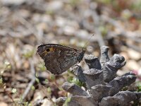 Hipparchia mersina, Egean Grayling