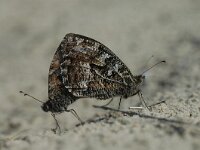 Hipparchia semele, Grayling