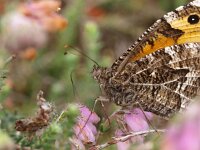 Hipparchia semele 27, Heivlinder, Saxifraga-Rudmer Zwerver