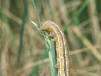 Hipparchia statilinus, Tree Grayling