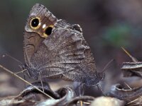 Hipparchia statilinus 3, Kleine heivlinder, Vlinderstichting-Kars Veling