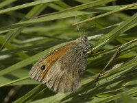 Hyponephele lycaon 4, Grauw zandoogje, male, Saxifraga-Jan van der Straaten