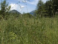Hyponephele lycaon 1, Grauw zandoogje, habitat, F, Isere, Gresse-en- Vercors, La Ville, Saxifraga-Marijke Verhagen