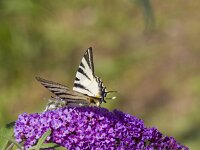 Iphiclides podalirius 107, Koningspage, Saxifrga-Jan Nijendijk